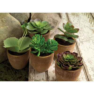 Potted Succulent Set of 5